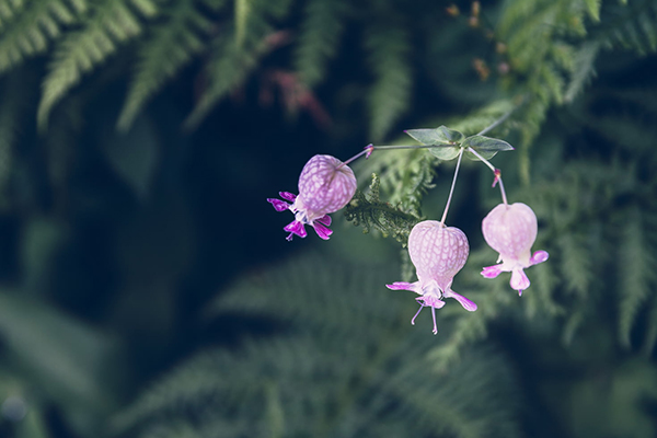 秋山花诗词