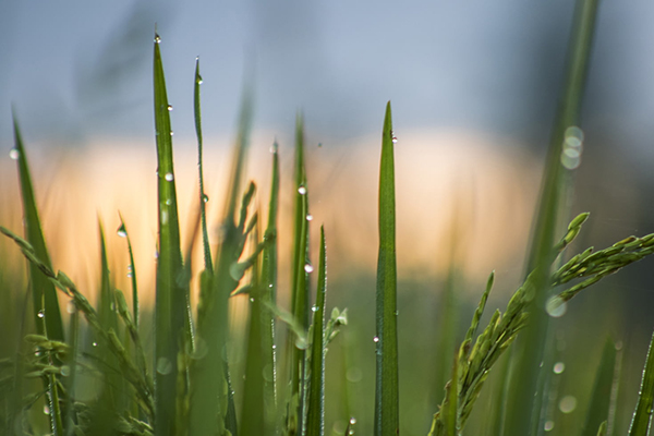 小雨的诗句杨万里